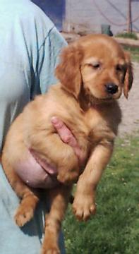 golden_retreiver_pup_female.jpg